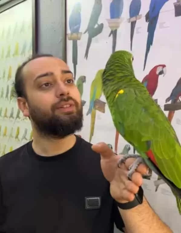 Üst Düzey Eğitimli Bluefront Amazon Papağanimiz