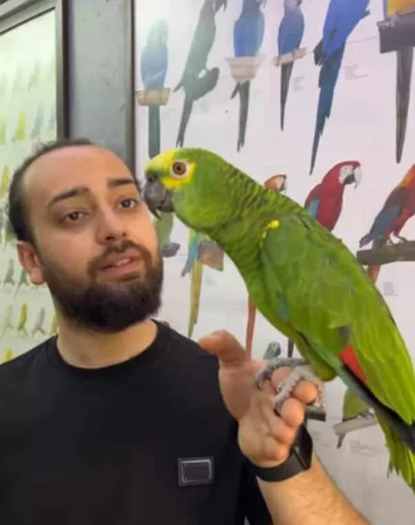 Üst Düzey Eğitimli Bluefront Amazon Papağanimiz