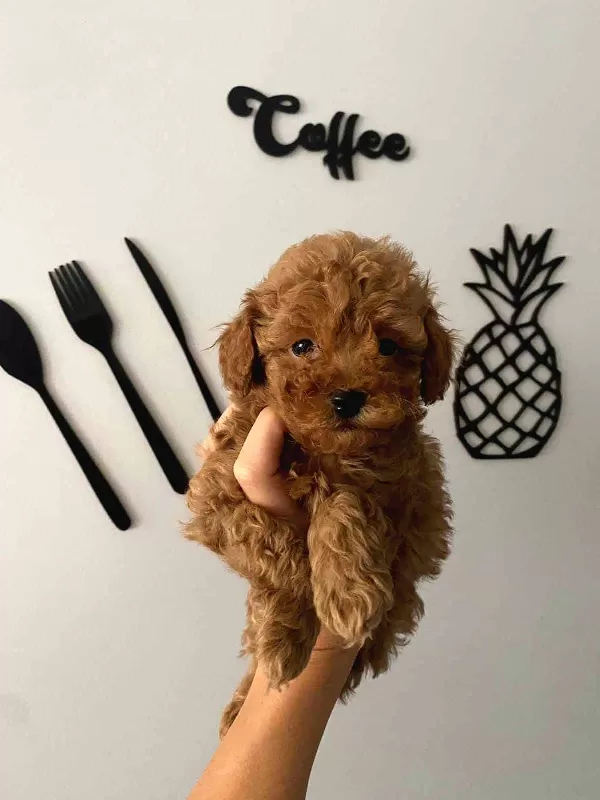 Toy Poodle Sevimli Safkan Yavrular