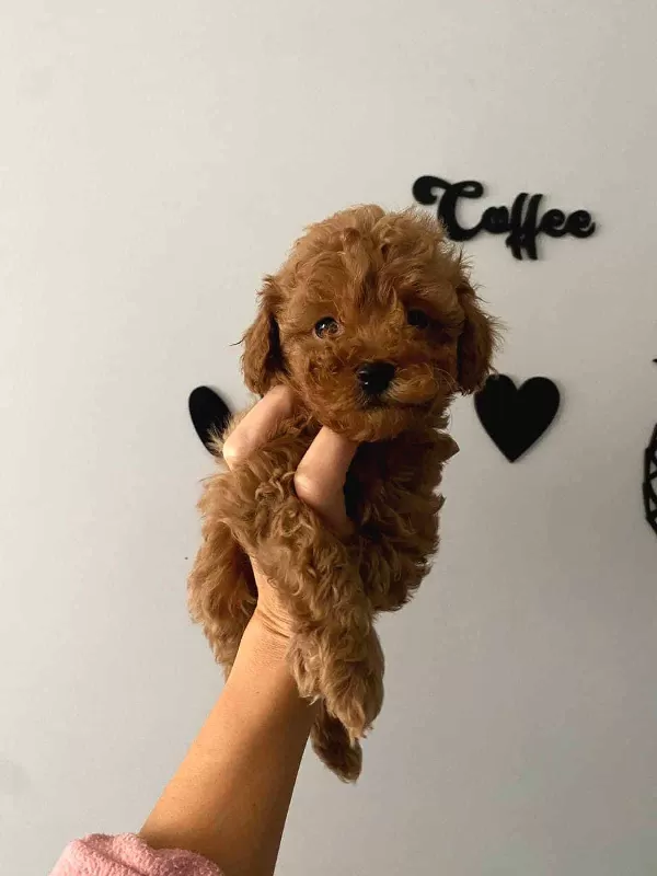 Toy Poodle Sevimli Safkan Yavrular
