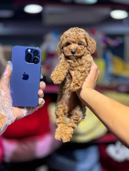 Toy Poodle Teacup Erkek Pet Eğitimli