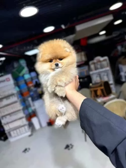 Orjinal Irk Redbrown Toy Poodle