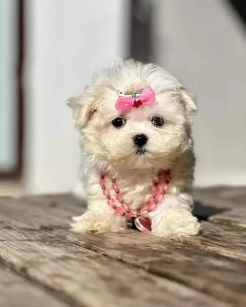 Tatlı Ve Güzel Kızım Bella