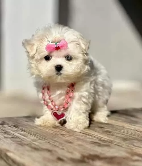Tatlı Ve Güzel Kızım Bella