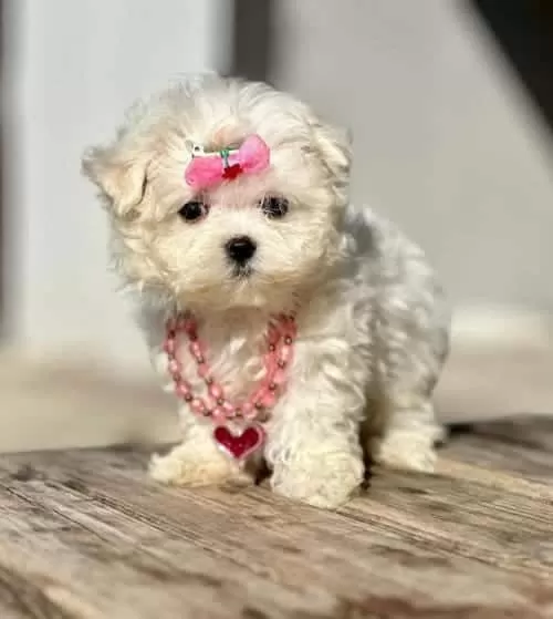 Tatlı Ve Güzel Kızım Bella