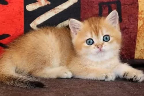 Show Güzellikte Lynx British Longhair
