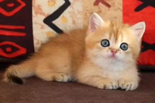 Show Güzellikte Lynx British Longhair