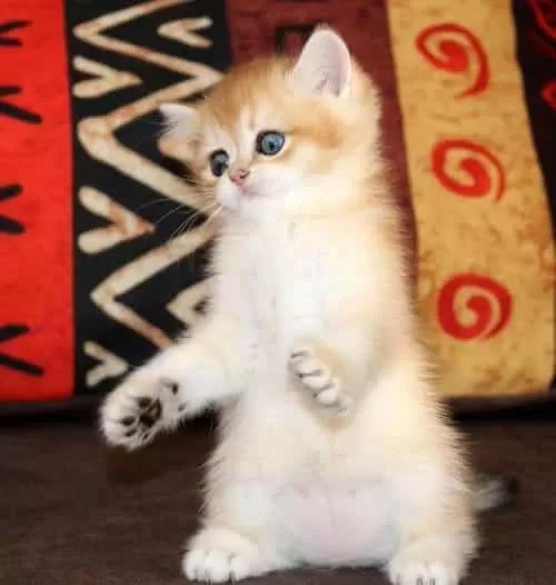 Show Güzellikte Lynx British Longhair