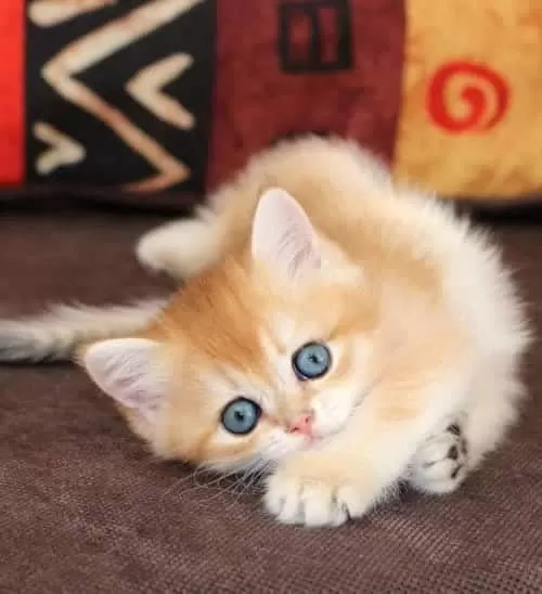 Show Güzellikte Lynx British Longhair