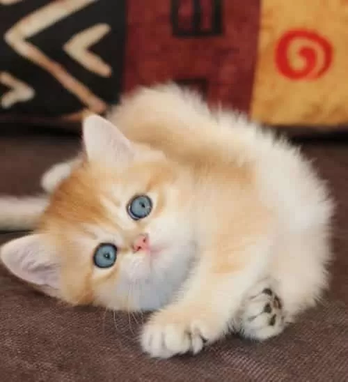 Show Güzellikte Lynx British Longhair