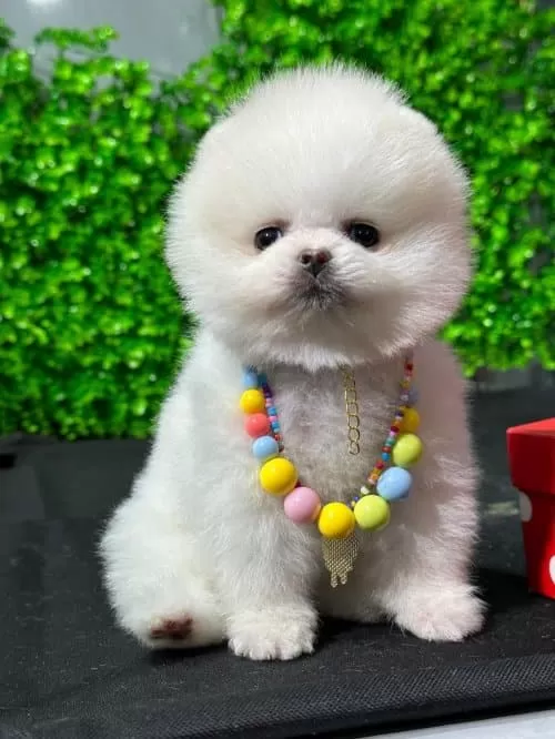 Micro Boy Pomerian Boo Orijinal