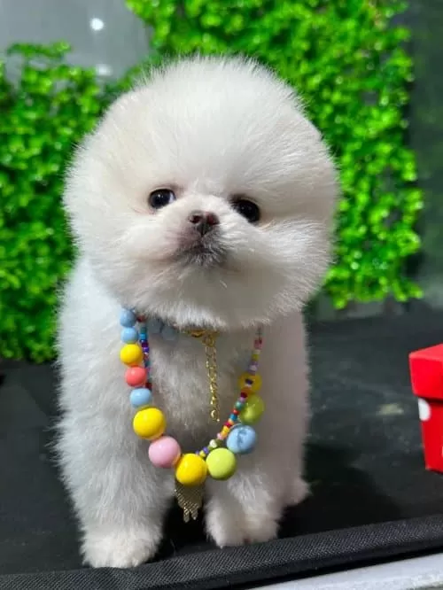 Micro Boy Pomerian Boo Orijinal