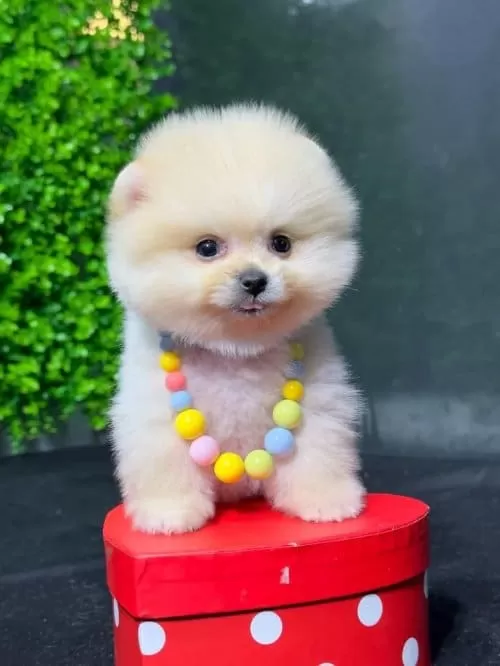 Micro Boy Pomerian Boo Orijinal