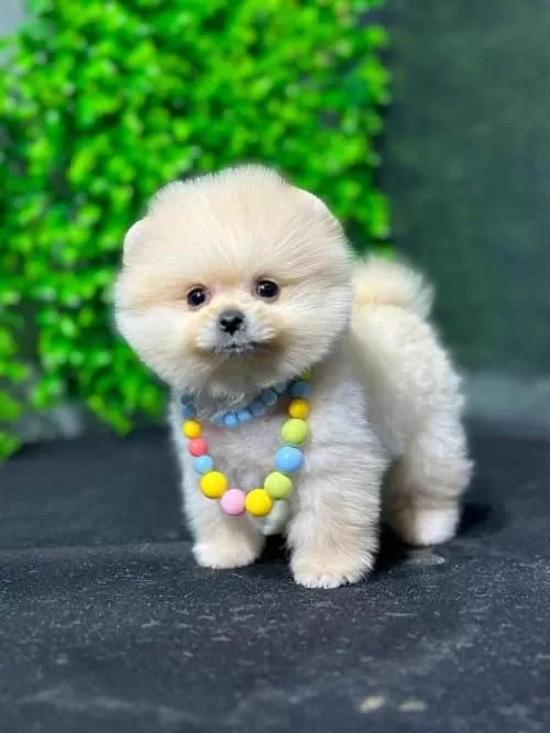 Micro Boy Pomerian Boo Orijinal