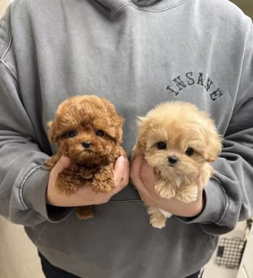 Cep Boy Poodle Bebekler