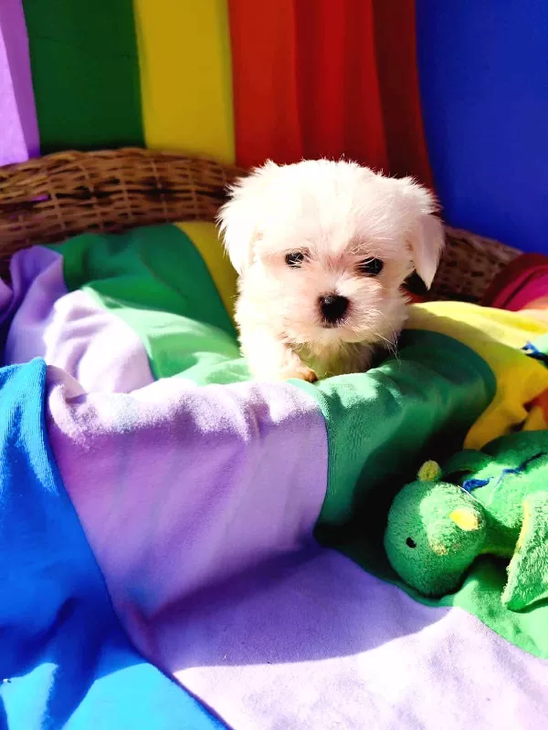 Birbirinden Güzel Maltese Terrier Yavruları