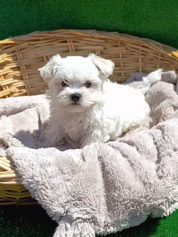 Birbirinden Güzel Maltese Terrier Yavruları