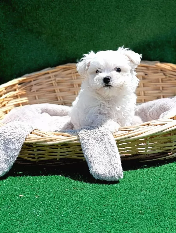 Birbirinden Güzel Maltese Terrier Yavruları