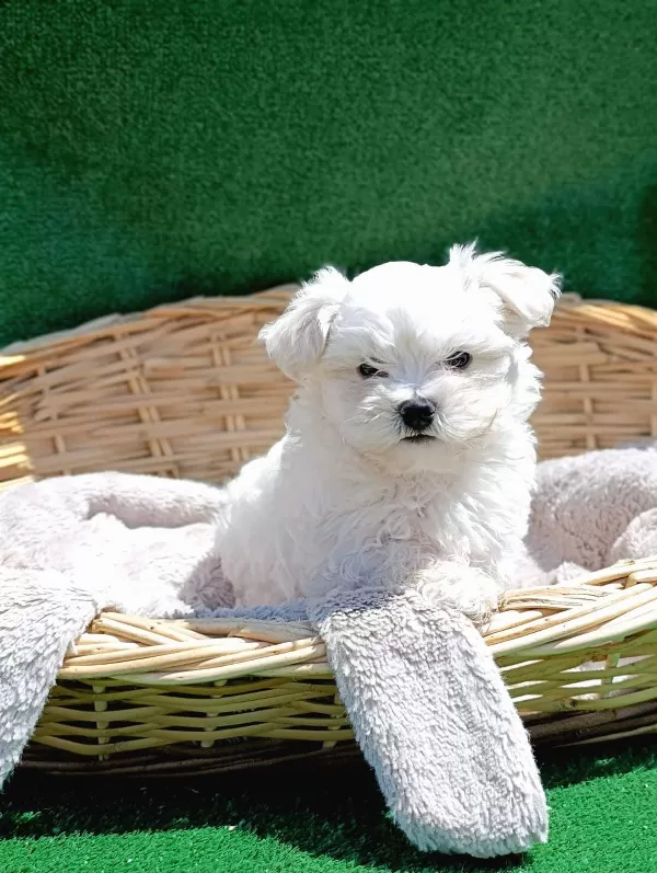 Birbirinden Güzel Maltese Terrier Yavruları