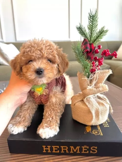 Xs Maltipoo Erkek Yavrumuz Poodle Kalitesinde