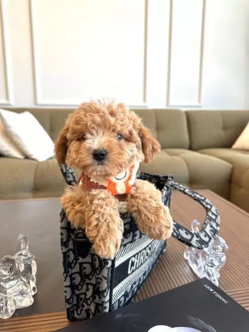 Xs Maltipoo Erkek Yavrumuz Poodle Kalitesinde