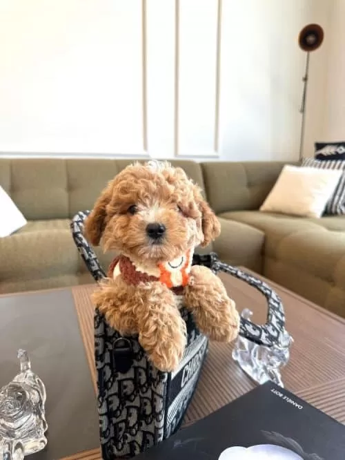 Xs Maltipoo Erkek Yavrumuz Poodle Kalitesinde