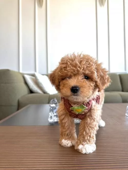 Xs Maltipoo Erkek Yavrumuz Poodle Kalitesinde