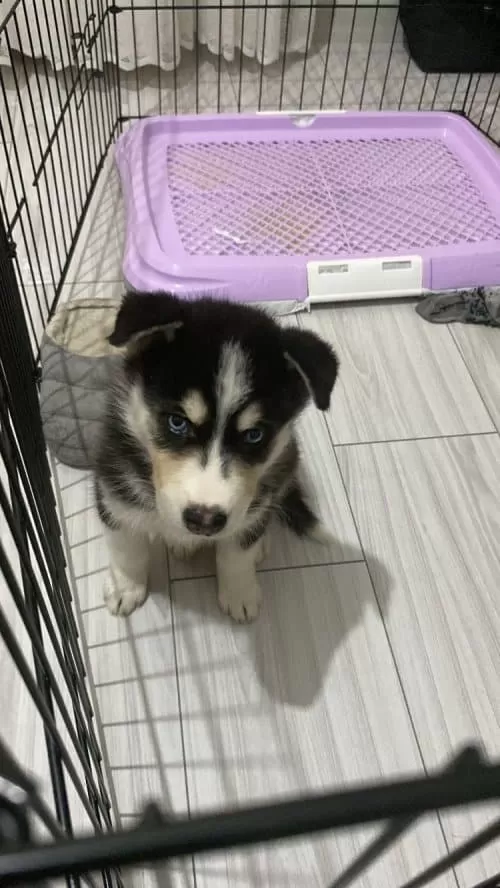 Yavru Sibirya Hasky , Buz Gözlü
