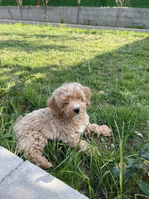 Veteriner Teknikerden Ev Kurabiyeleri Toy Poodle
