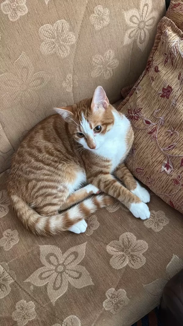 1 Yaşında, Erkek, Sarman Kedi
