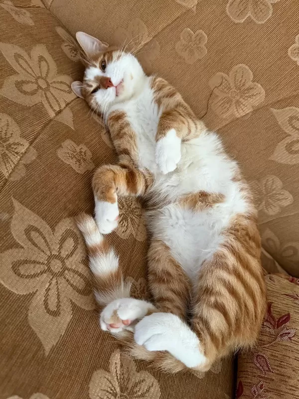 1 Yaşında, Erkek, Sarman Kedi