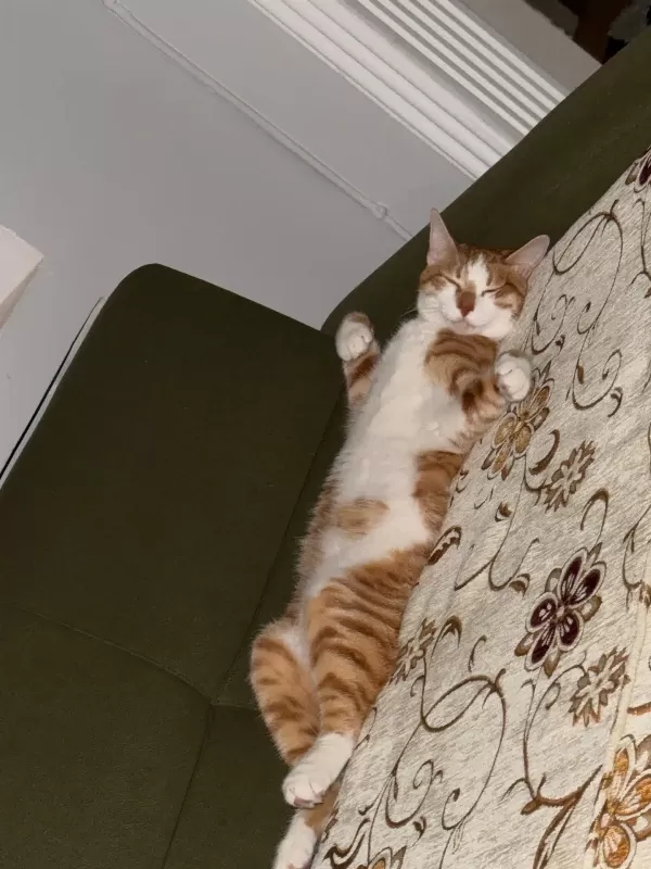 1 Yaşında, Erkek, Sarman Kedi