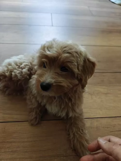Veteriner Teknikerden Ev Kurabiyeleri Toy Poodle