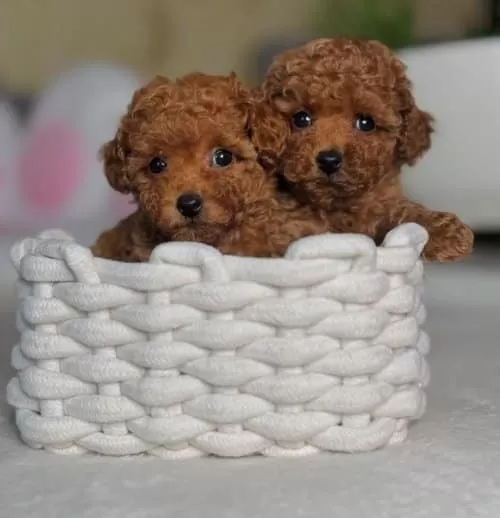 Toy Poodle Yavrularım Yeni Yuvalarını arıyorlar