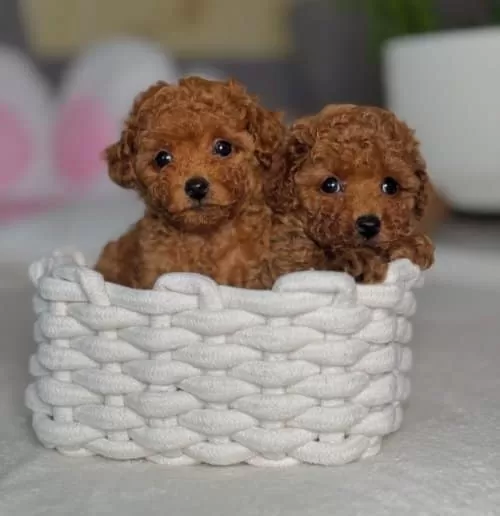 Toy Poodle Yavrularım Yeni Yuvalarını arıyorlar