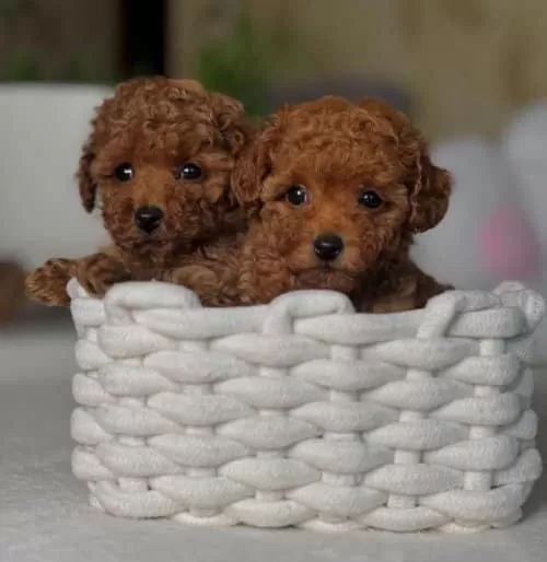 Toy Poodle Yavrularım Yeni Yuvalarını arıyorlar