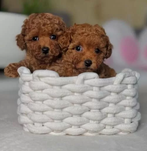 Toy Poodle Yavrularım Yeni Yuvalarını arıyorlar
