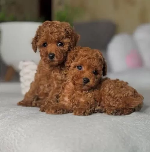 Toy Poodle Yavrularım Yeni Yuvalarını arıyorlar