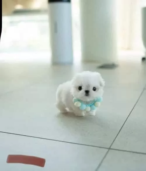 Bardak Boy Mini Kore Maltese Bonny