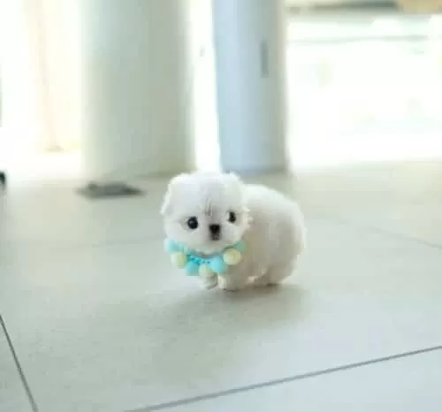 Bardak Boy Mini Kore Maltese Bonny