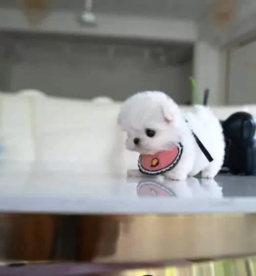 Oyuncak Gibi Kore’den Geldi Micro!