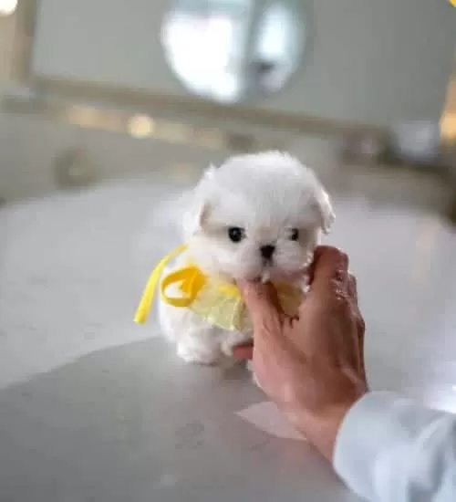 Baby Face Korea Maltese Minnie