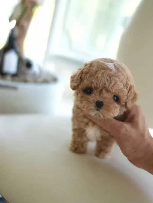 Premium Seri Mini Kore Maltipoo Bebekler
