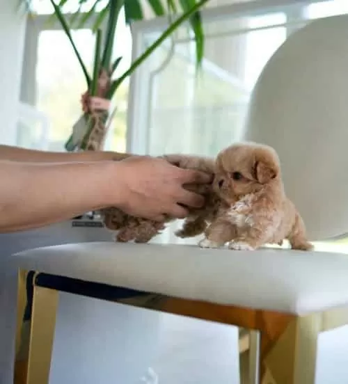 Premium Seri Mini Kore Maltipoo Bebekler