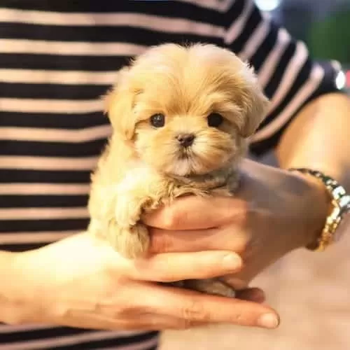 Sevimli Bebeğim Yavru Maltipoo