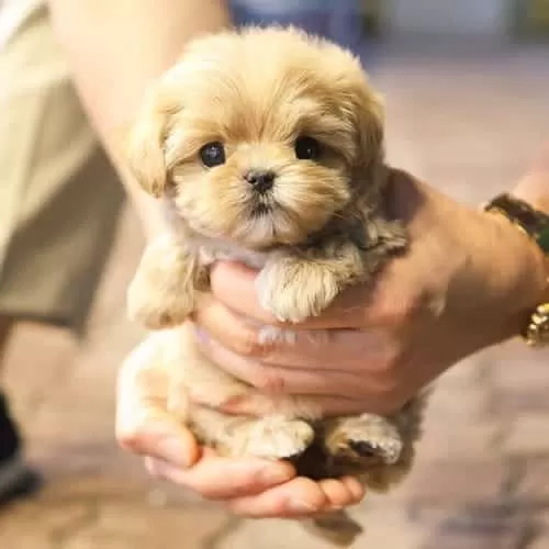 Sevimli Bebeğim Yavru Maltipoo