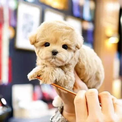 Kore’den Getirtilen Yavru Maltipoo Bebeğim