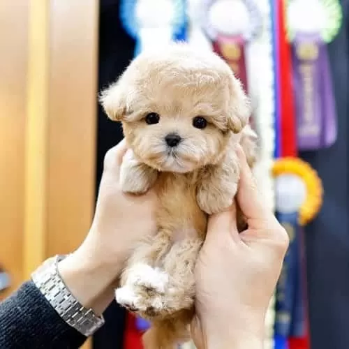 Kore’den Getirtilen Yavru Maltipoo Bebeğim