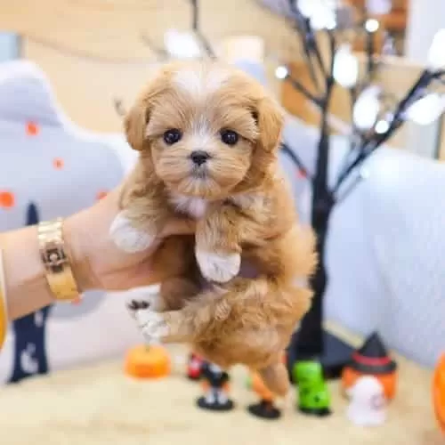 Sarı Papatyam Minik Safkan Maltipoo