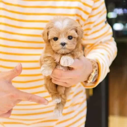 Sarı Papatyam Minik Safkan Maltipoo